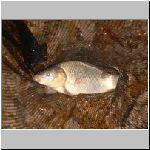 Majdalena 2.11.2008-28.JPG